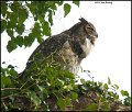 _1SB4388 great-horned owl